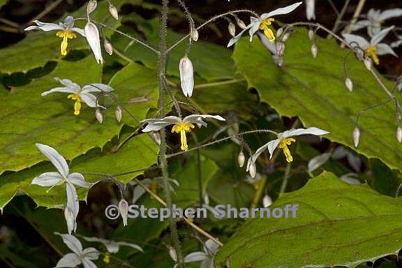 epimedium stellulatum 3 graphic